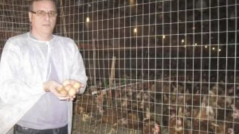 Afacere de succes cu oua ecologice