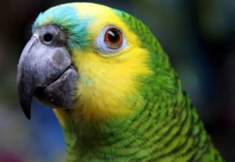 Banc: Djamel Debouze si papagalul