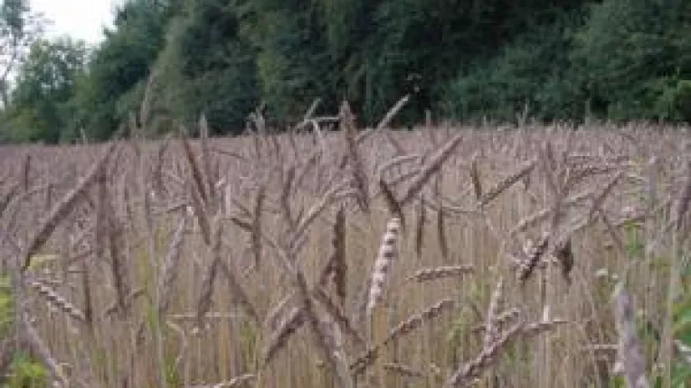 Guvernul dezleaga punga cu bani. Despagubiri pentru culturile calamitate