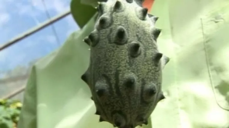 In pietele din Romania vor fi legume din cele mai bizare