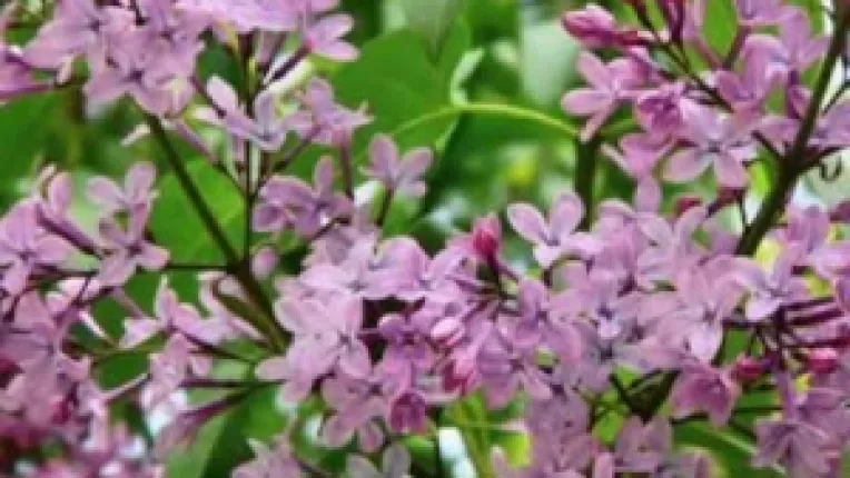 La Timisoara a inflorit liliacul!