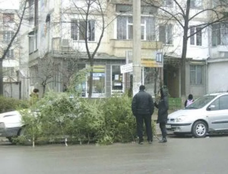 Pietele, asaltate de comerciantii de brazi